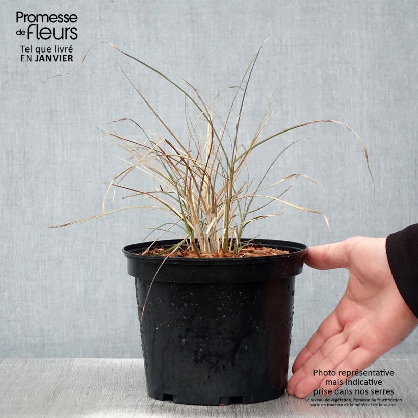 Exemplar von Miscanthus sinensis Red Chief - Roseau de Chine Pot de 1.5L/2L wie im Winter geliefert