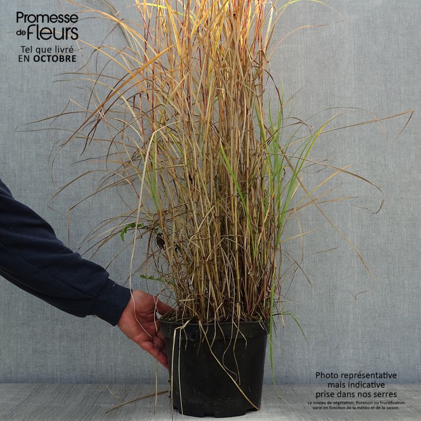 Exemplar von Miscanthus sinensis Red Chief - Roseau de Chine - Pot de 4L/5L wie im Herbst geliefert