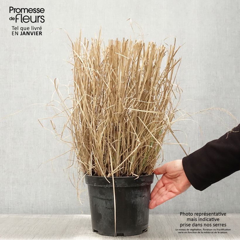 Exemplar von Miscanthus sinensis Red Chief - Roseau de Chine - Pot de 4L/5L wie im Winter geliefert