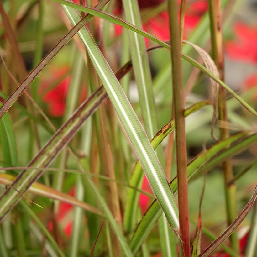 Chinaschilf Samurai - Miscanthus sinensis (Laub)