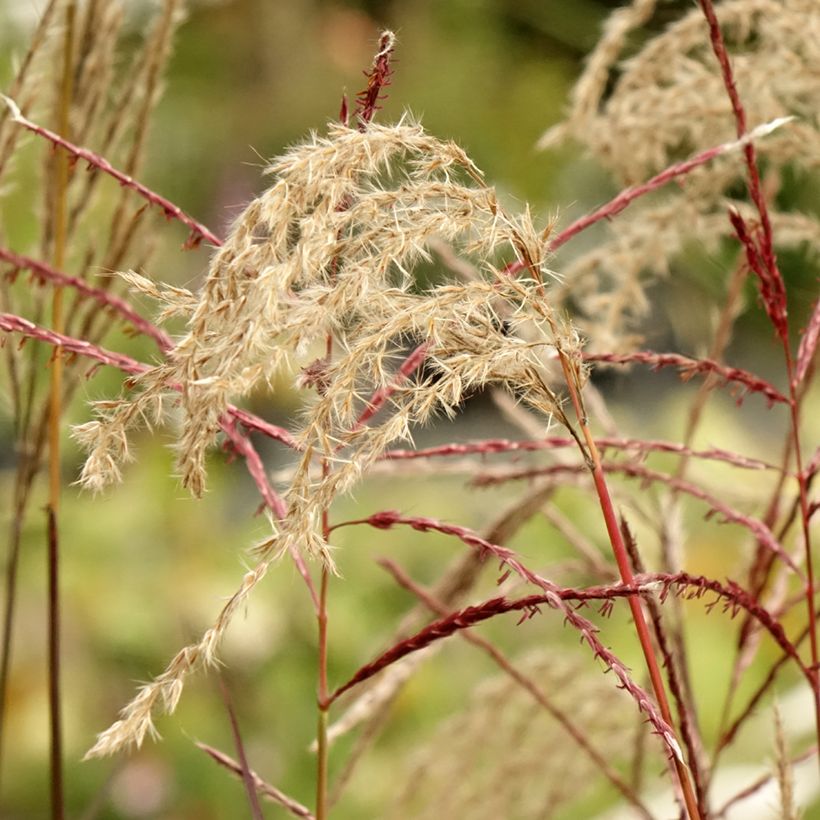 Chinaschilf Samurai - Miscanthus sinensis (Blüte)