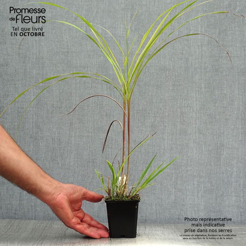 Exemplar von Miscanthus sinensis Silberfeder - Roseau de Chine en godet de 9 cm wie im Herbst geliefert