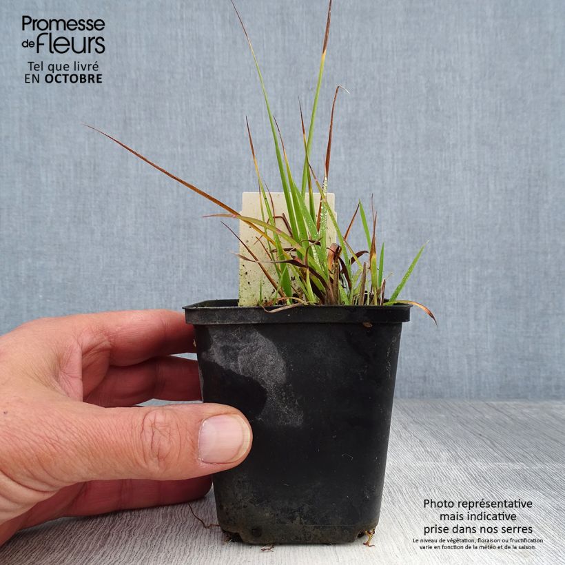 Exemplar von Miscanthus sinensis Strictus Dwarf - Roseau de Chine Godet de 9cm wie im Herbst geliefert