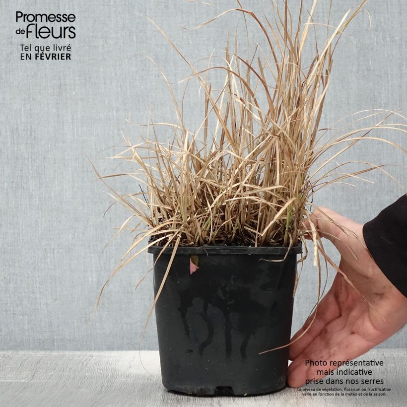 Exemplar von Miscanthus sinensis Strictus Dwarf - Roseau de Chine Pot de 2L/3L wie im Winter geliefert