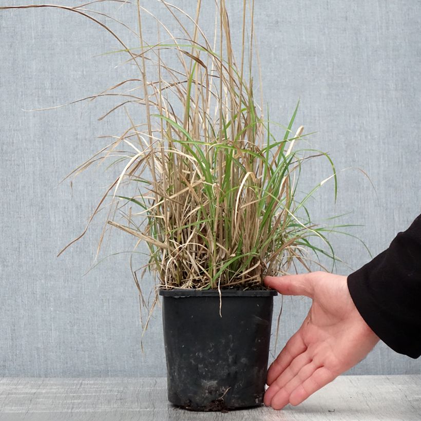 Exemplar von Chinaschilf Strictus Dwarf - Miscanthus sinensis Topf mit 2L/3L wie im Frühjahr geliefert