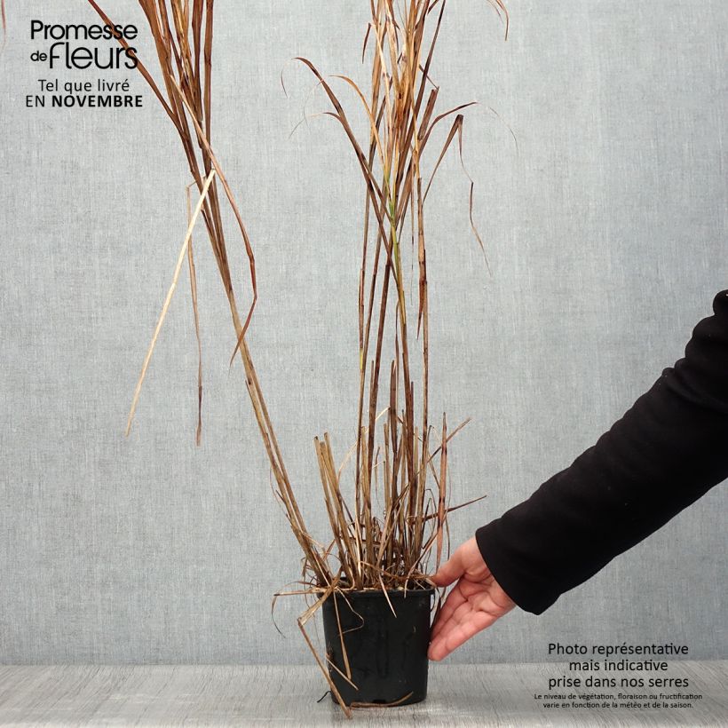 Exemplar von Miscanthus sinensis Strictus - Roseau de Chine en pot de 2L/3L wie im Herbst geliefert