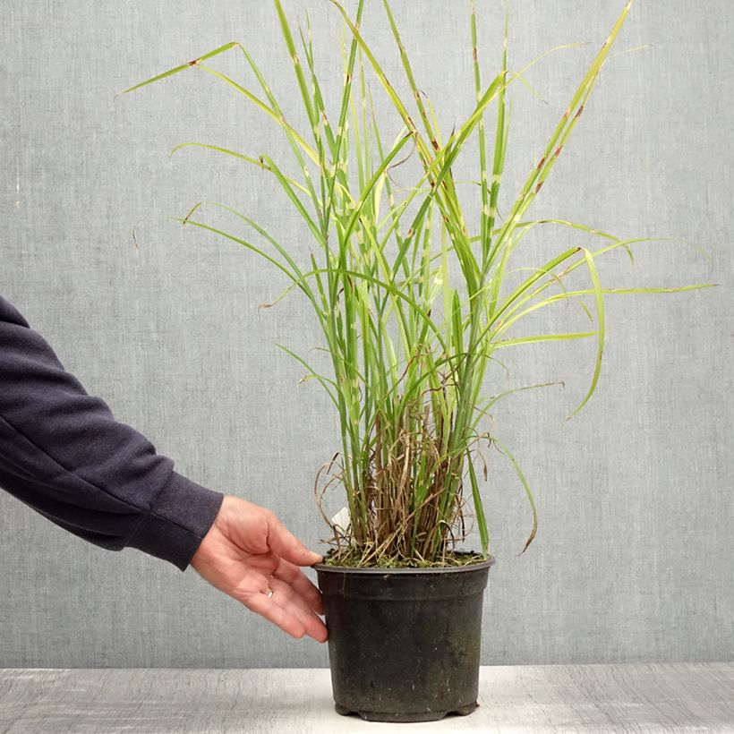 Exemplar von Chinaschilf Strictus - Miscanthus sinensis Topf mit 2L/3LGelieferte Höhe ca. 60/80cm wie im Sommer geliefert