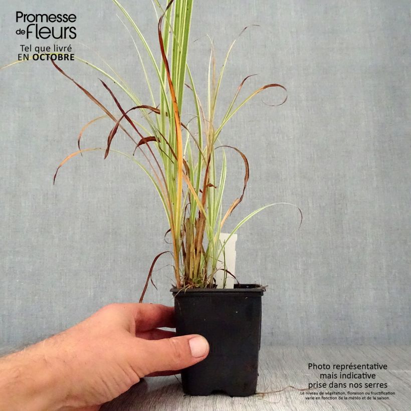 Exemplar von Miscanthus sinensis Variegatus - Roseau de Chine en godet de 9 cm wie im Herbst geliefert