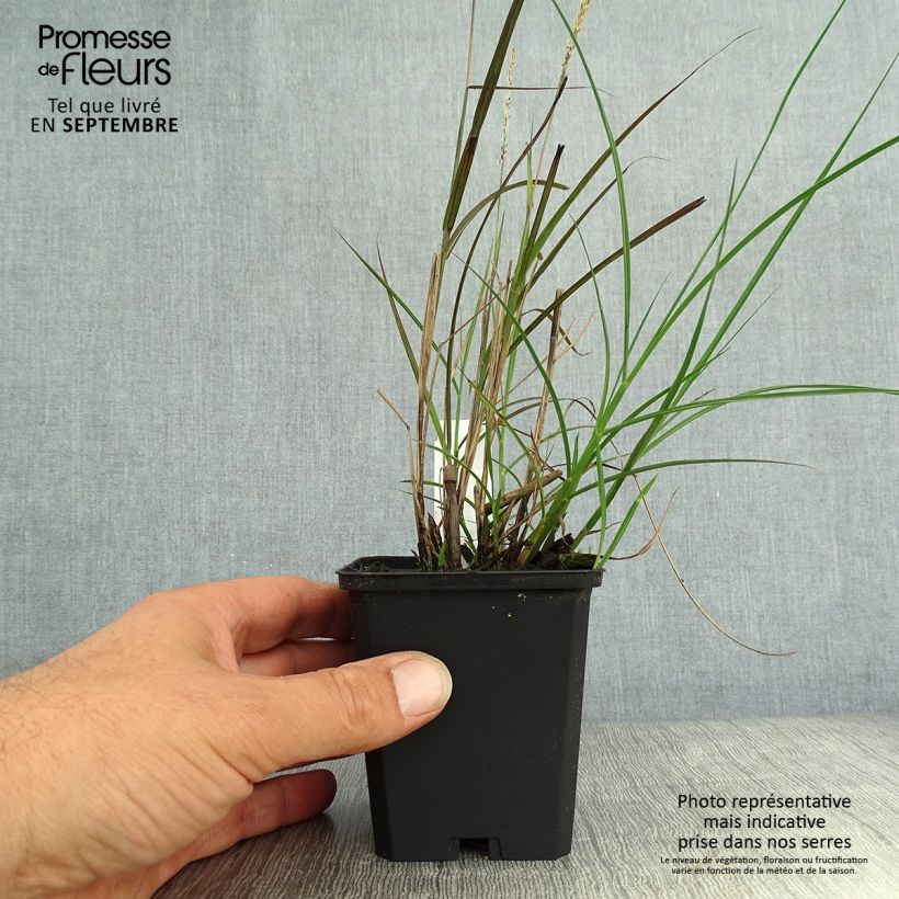 Exemplar von Miscanthus sinensis Yaku-Jima - Roseau de Chine en godet de 8 cm wie im Herbst geliefert