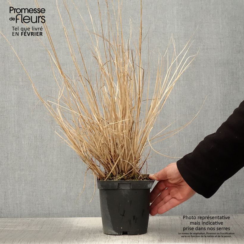 Exemplar von Miscanthus sinensis Yaku-Jima - Roseau de Chine en pot de 2/3 litres wie im Winter geliefert