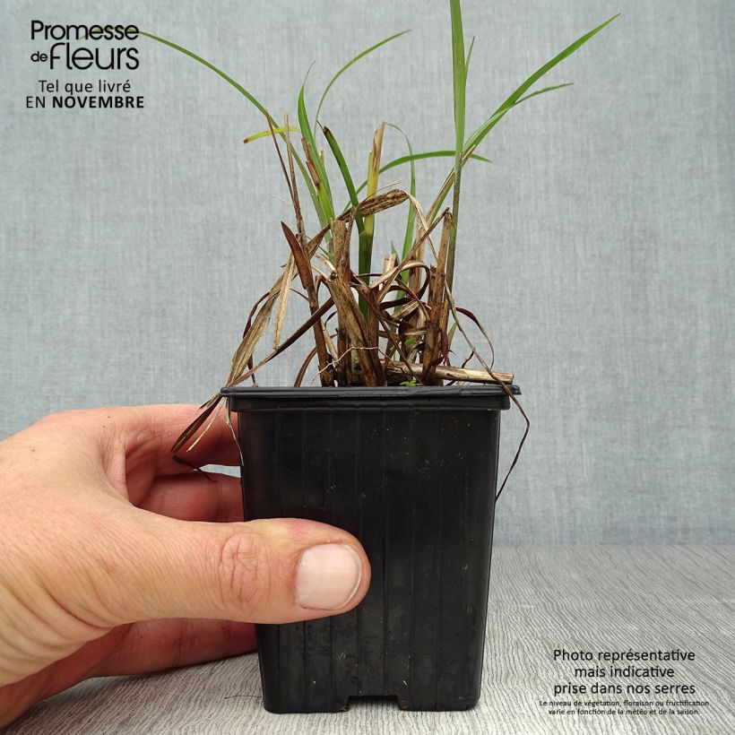 Exemplar von Miscanthus transmorrisonensis - Roseau de Chine Godet de 9cm wie im Herbst geliefert