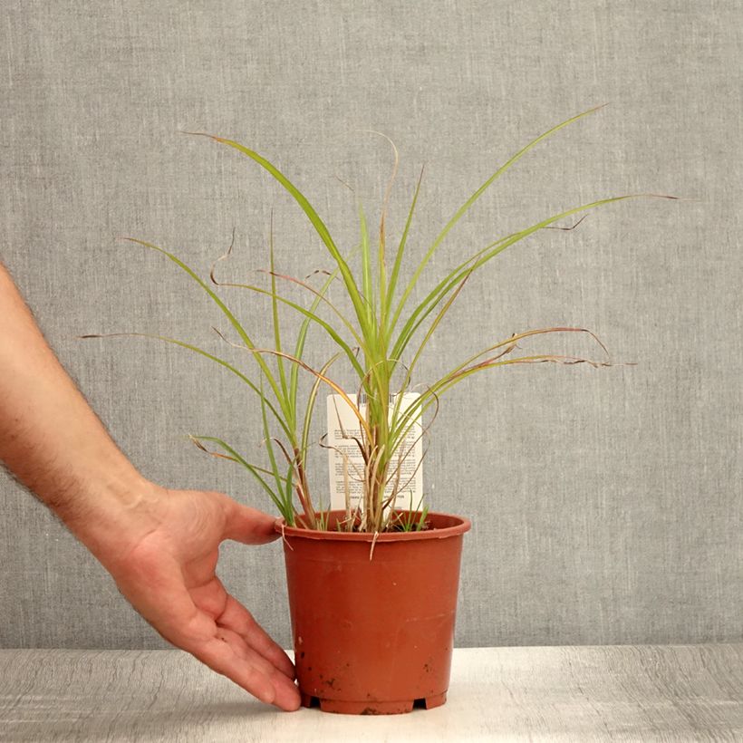 Exemplar von Miscanthus transmorrisonensis - Roseau de Chine Pot de 1L/1.5L wie im Sommer geliefert