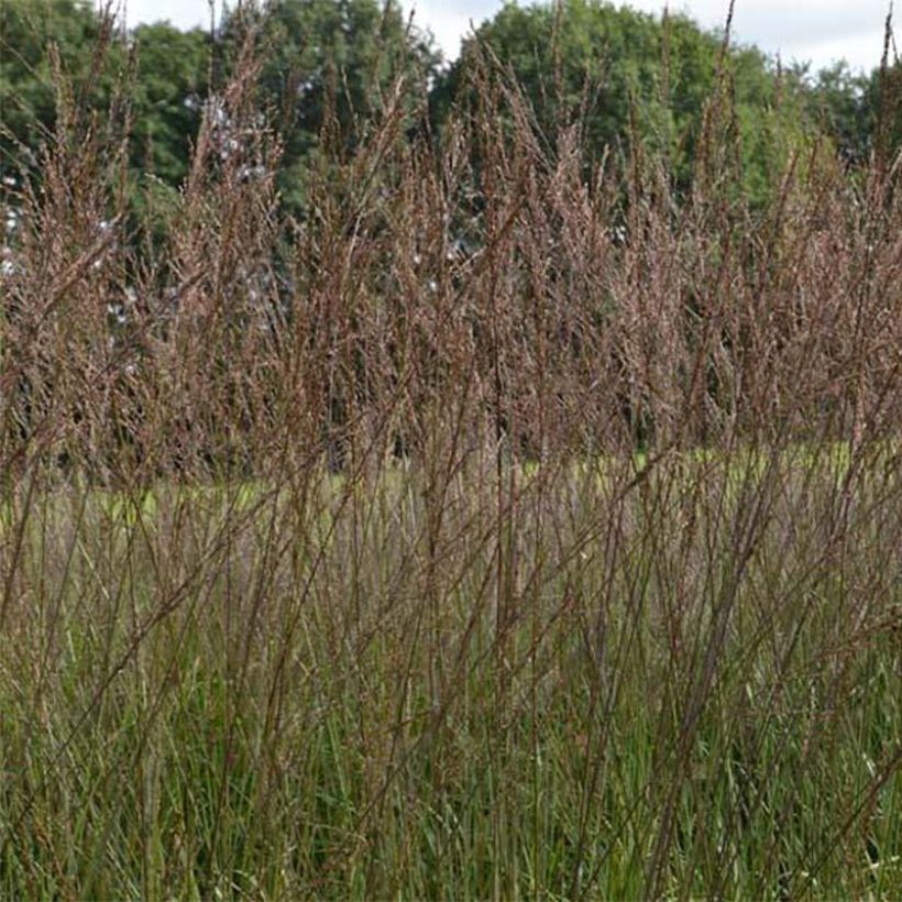 Molinia caerulea subsp. arundinacea Karl Foerster - Rohr-Pfeifengras (Blüte)