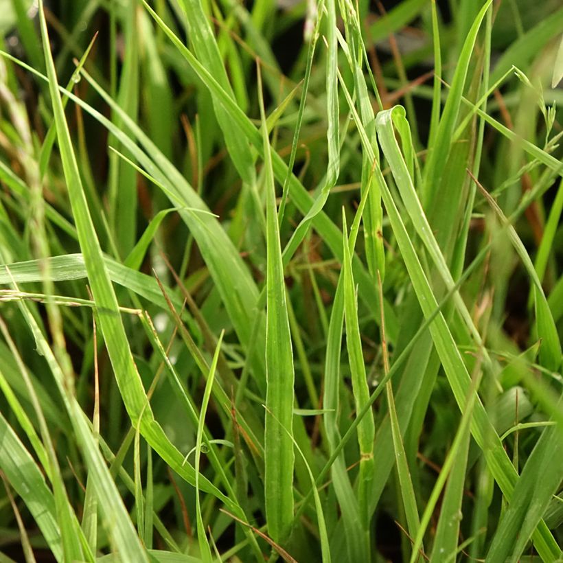 Molinia caerulea subsp. arundinacea Karl Foerster - Rohr-Pfeifengras (Laub)