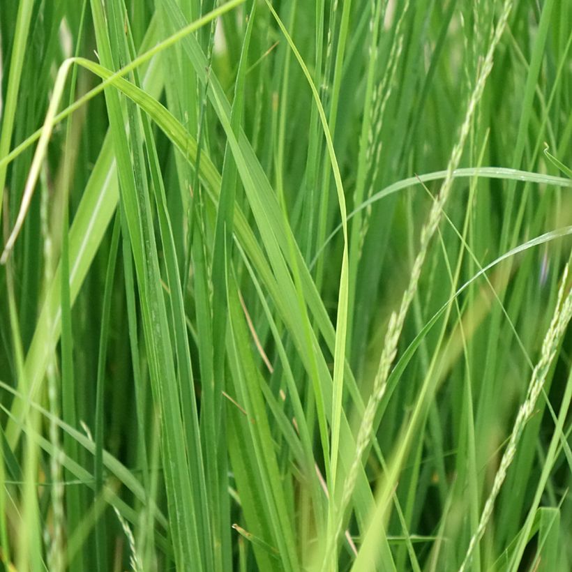 Molinia caerulea Edith Dudszus - Blaue Pfeifengras (Laub)