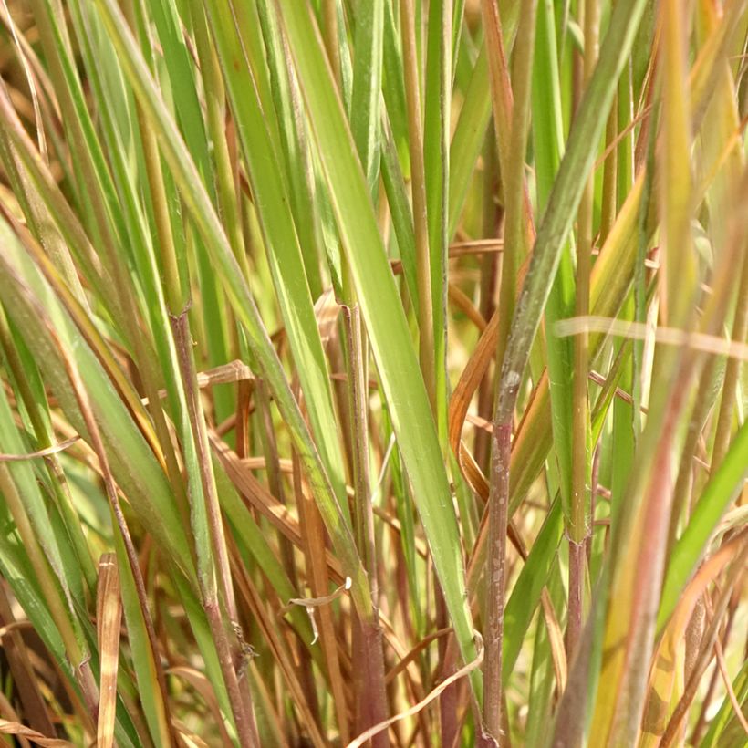 Molinia caerulea Edith Dudszus - Blaue Pfeifengras (Laub)