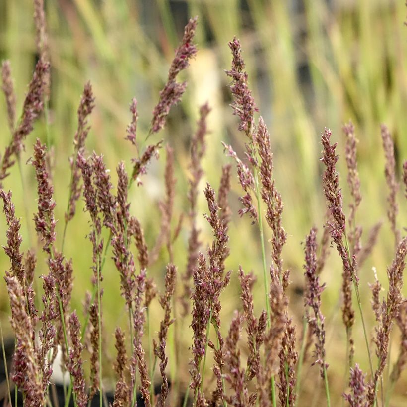 Molinia caerulea Heidezwerg - Blaue Pfeifengras (Blüte)