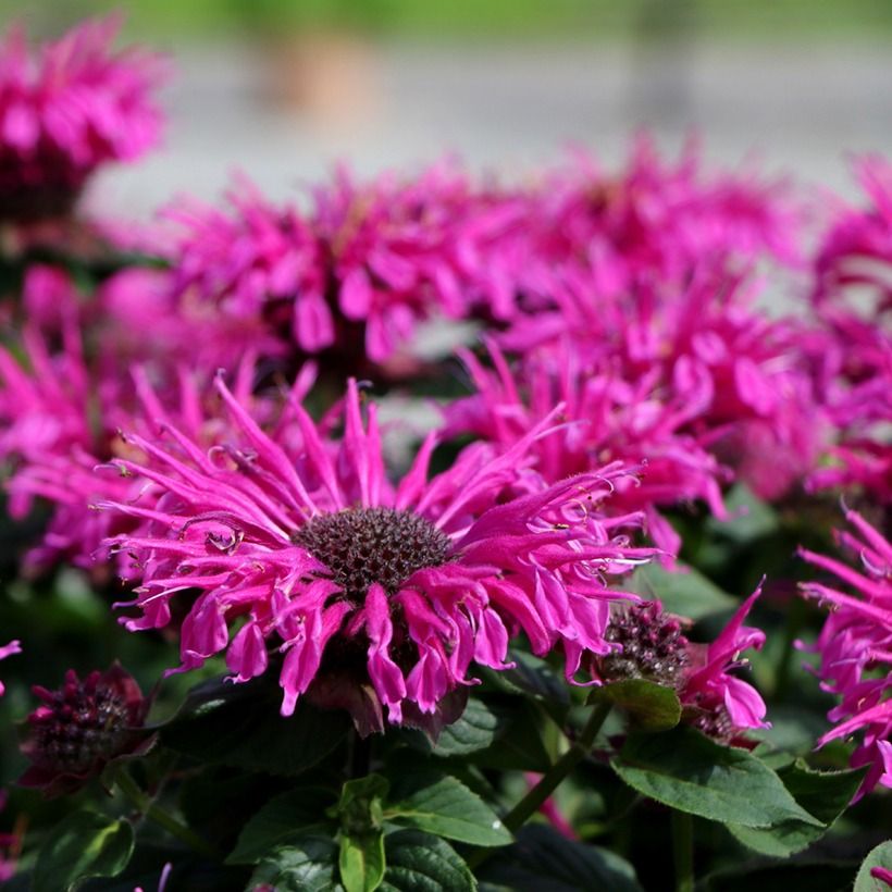 Monarda Bee-True - Indianernessel (Blüte)