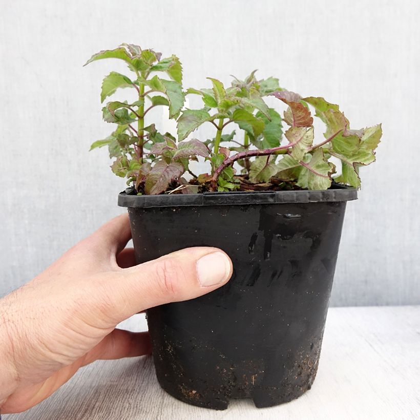 Exemplar von Monarda didyma Pink Supreme - Goldmelisse wie im Frühjahr geliefert