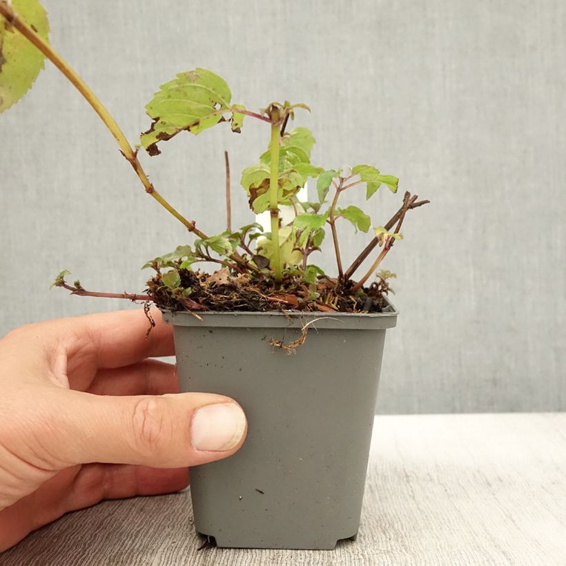 Exemplar von Monarde Feuerschopf - Bergamote rouge intense. Godet de 9cm wie im Herbst geliefert