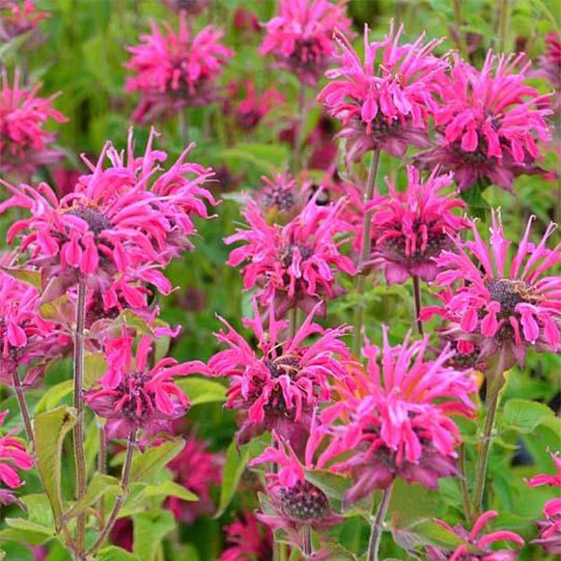 Monarda Heidelerche - Indianernessel (Blüte)