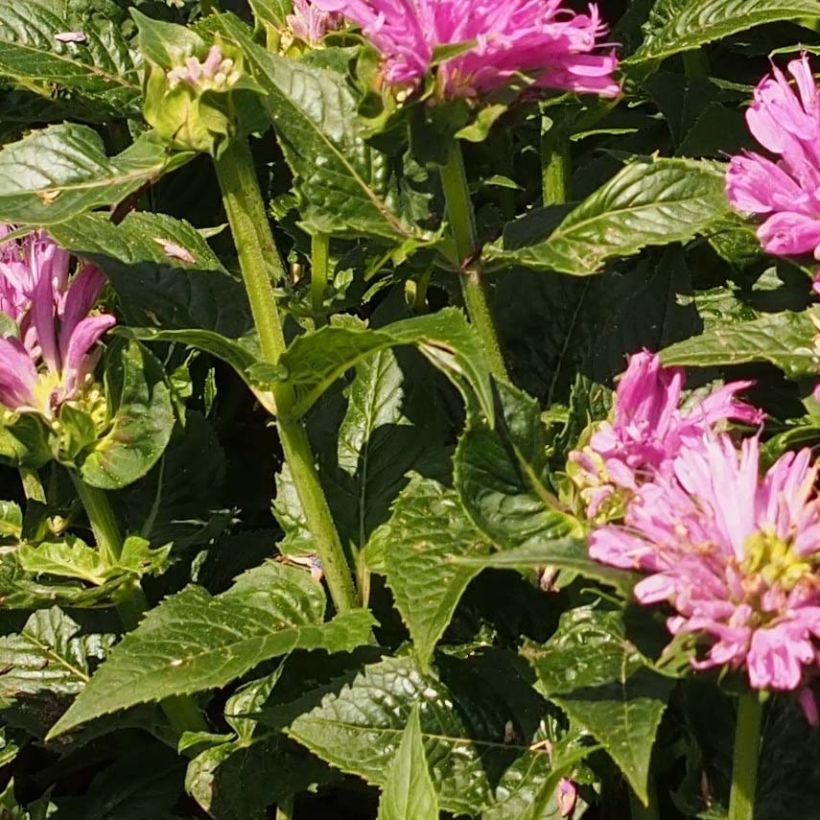 Monarda Petite Delight - Indianernessel (Laub)