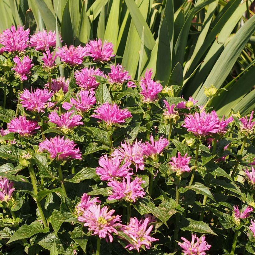 Monarda Petite Delight - Indianernessel (Blüte)