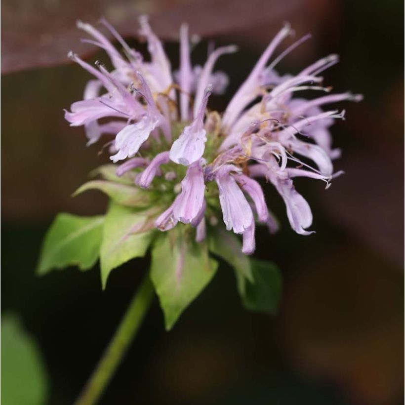 Monarda Beauty of Cobham - Indianernessel (Blüte)