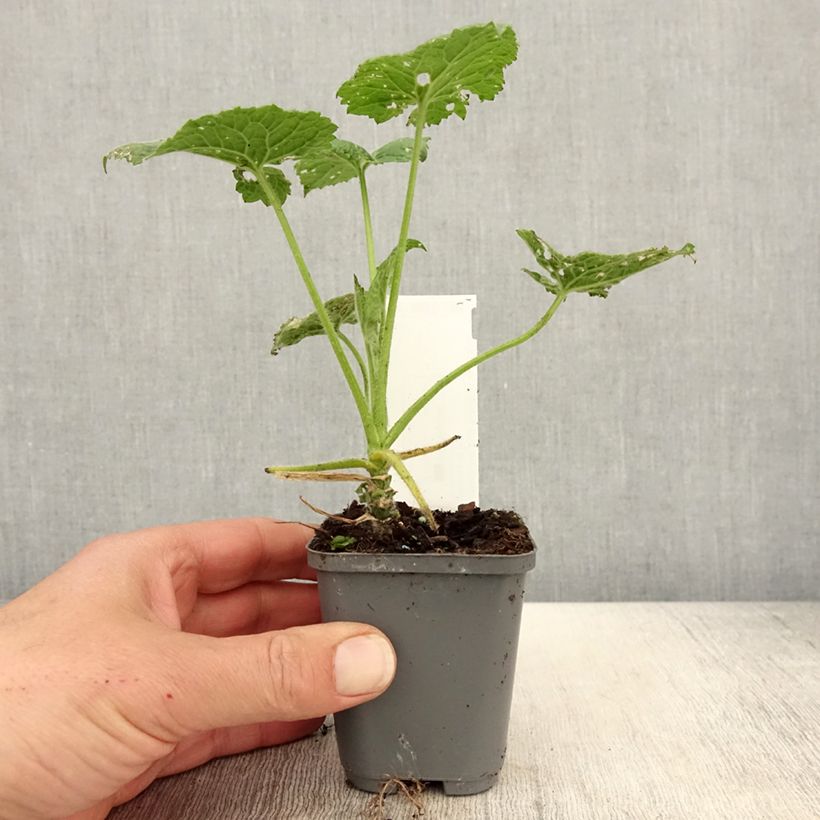 Exemplar von Monnaie du Pape Blanche - Lunaria annua Alba pot de 9cm wie im Frühjahr geliefert