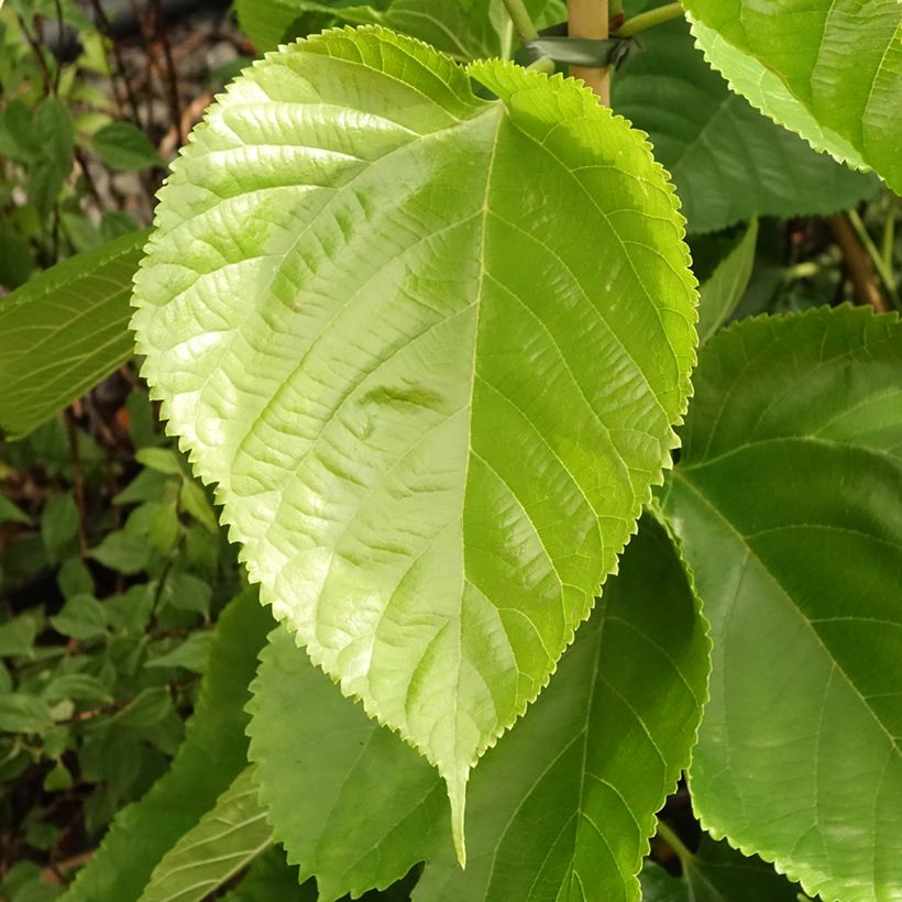 Morus alba Giant Fruit - Weißer Maulbeerbaum (Laub)