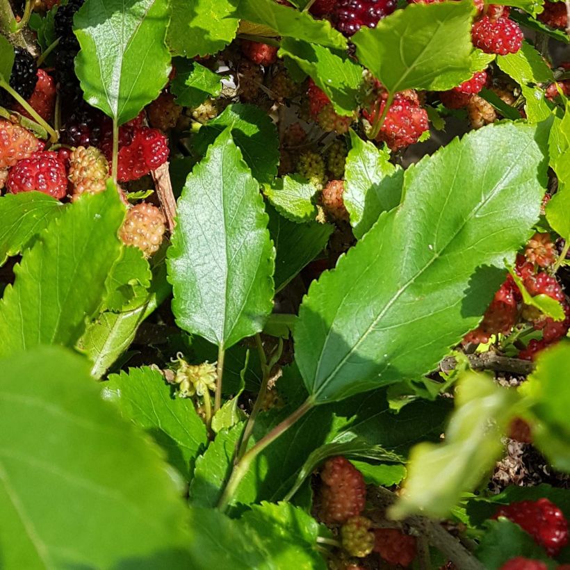 Zwerg-Maulbeere Bonbonberry ‘Mojo Berry’ - Morus rotundiloba (Laub)