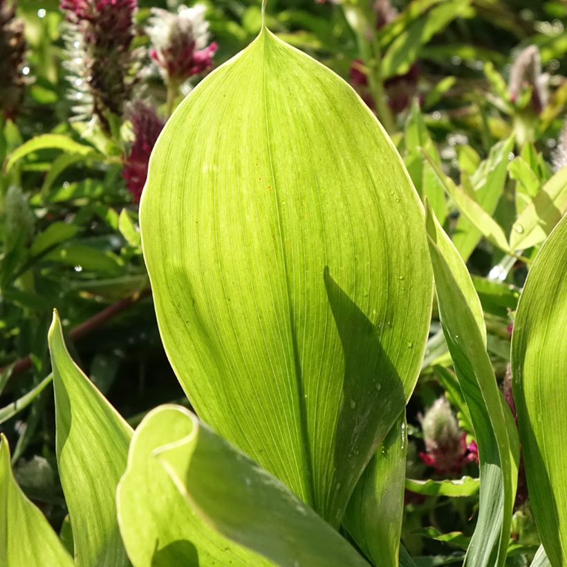 Convallaria majalis Hardwick Hall - Maiglöckchen (Laub)