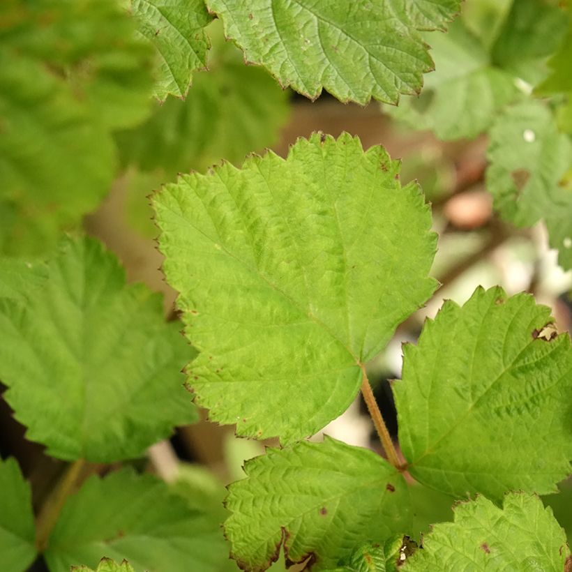 Brombeere Dorman Red Bio Bio - Rubus parvifolius x fruticosus Dorsett (Laub)