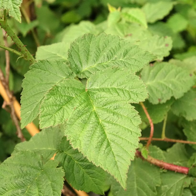 Brombeere Medana Tayberry (Laub)