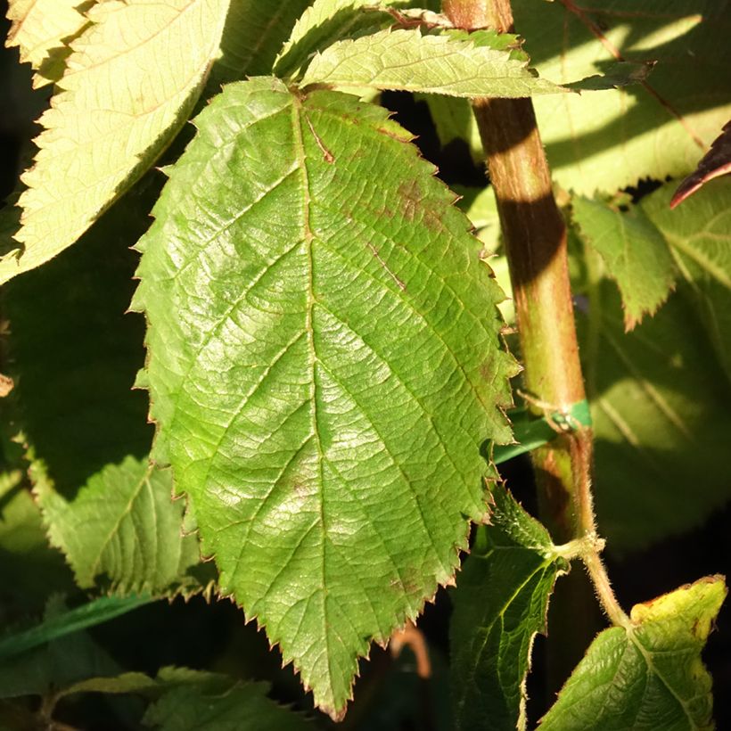 Rubus fruticosus Lucky Berry - Echte Brombeere (Laub)