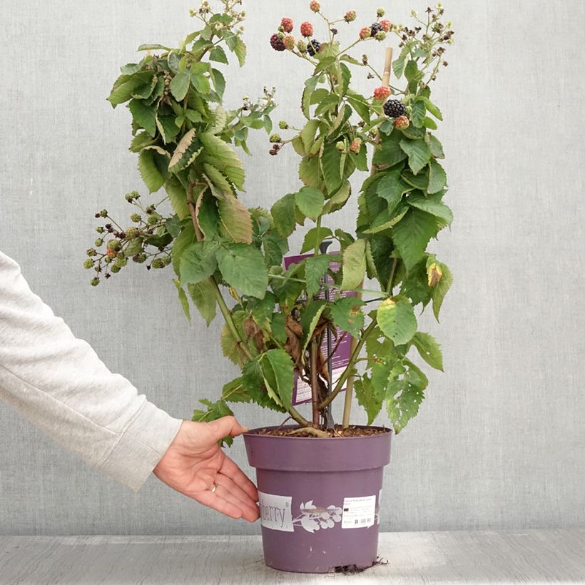 Exemplar von Rubus fruticosus Lucky Berry - Echte Brombeere Topf mit 4L/5L, Strauch/Busch, mehrstämmig wie im Herbst geliefert