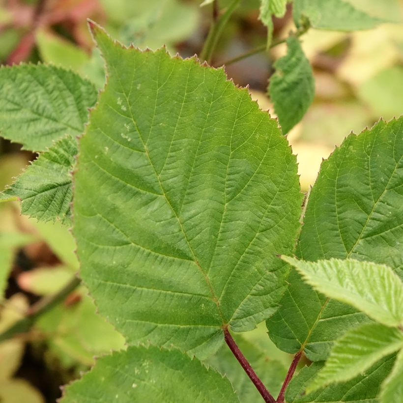 Brombeere Asterina (Laub)