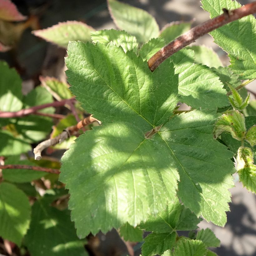 Brombeere Dirksen (Laub)