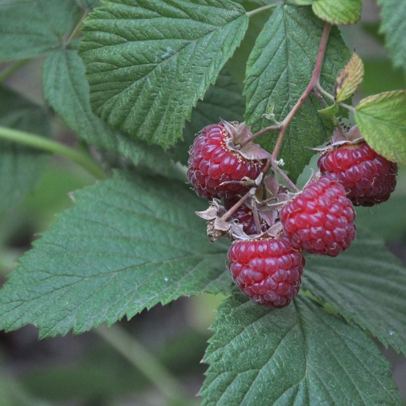 Loganbeere Loganberry - Rubus x loganobaccus (Laub)