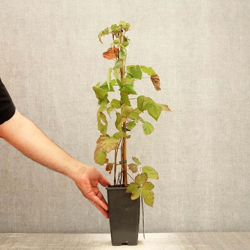 Exemplar von Loganbeere Loganberry - Rubus x loganobaccus Topf mit 1,5L/2L, Strauch/Busch, mehrstämmigGelieferte Höhe ca. 40/50cm wie im Sommer geliefert