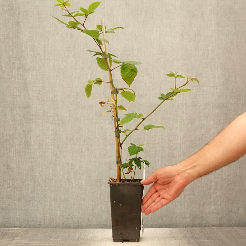 Exemplar von Boysenbeere Boysenberry - Rubus ursinus x idaeus Topf mit 1,5L/2LGelieferte Höhe ca. 30/40cm wie im Sommer geliefert