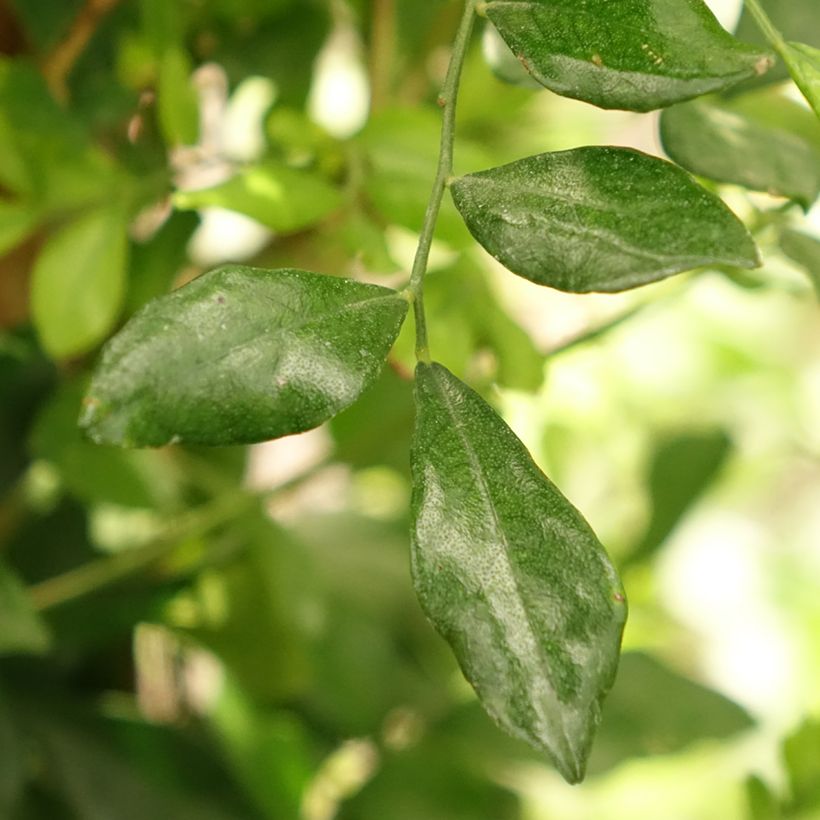 Murraya paniculata - Orangenraute (Laub)