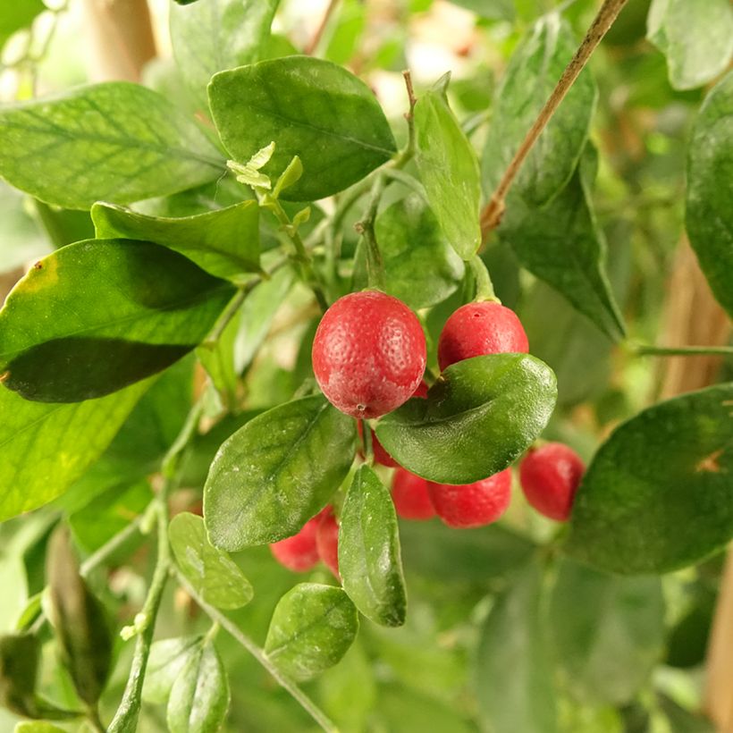 Murraya paniculata - Orangenraute (Ernte)