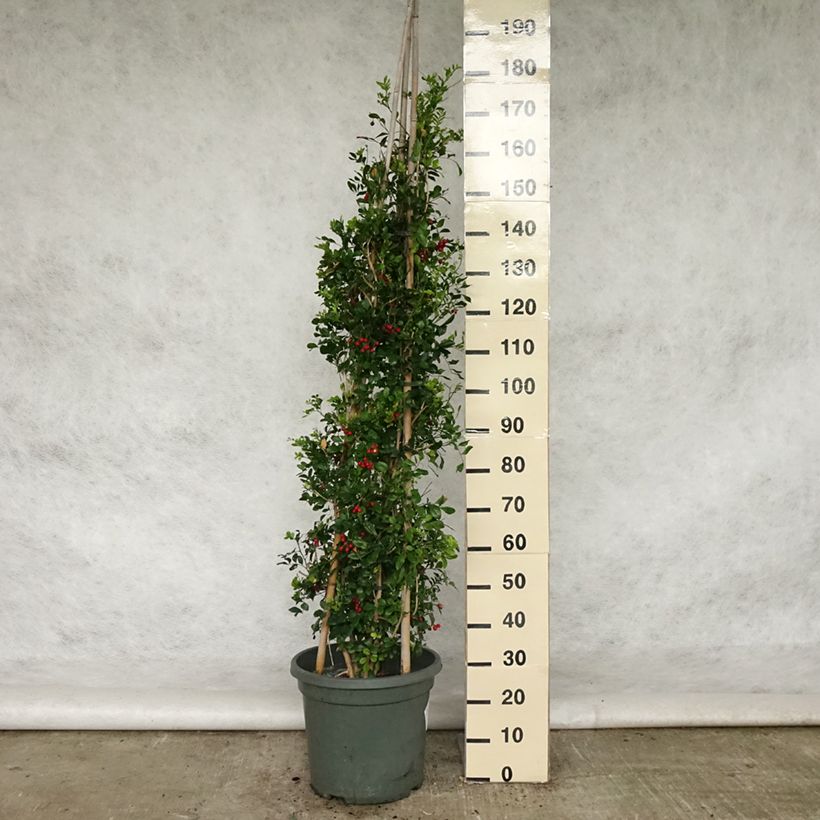 Exemplar von Murraya paniculata - Orangenraute Topf mit 18L/20LGelieferte Höhe ca. 125/150cm wie im Frühjahr geliefert