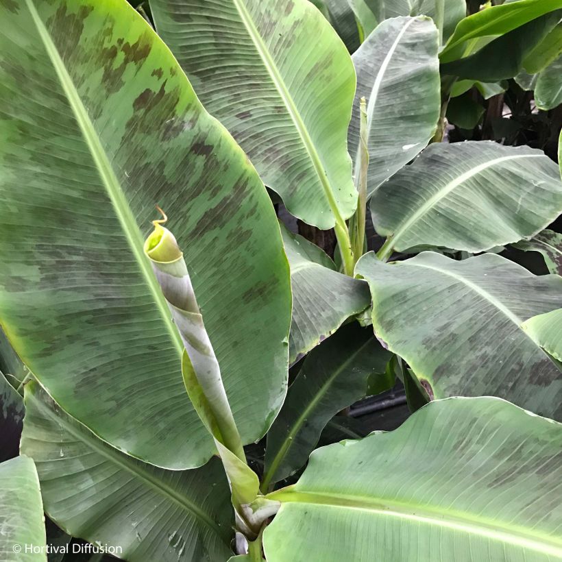 Musa acuminata Dwarf Cavendish - Zwerg-Essbanane (Laub)