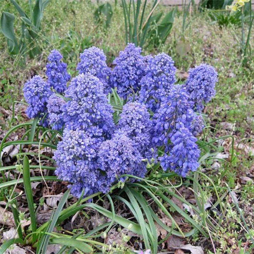 Muscari armeniacum Blue Spike (Hafen)