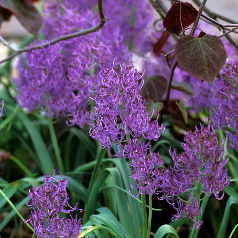 Muscari comosum Plumosum - Schopfige Traubenhyazinthe (Blüte)