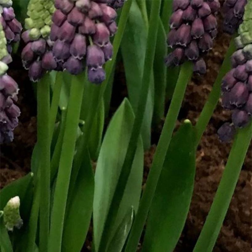 Muscari latifolium Grape Ice - Breitblättrige Traubenhyazinthe (Laub)