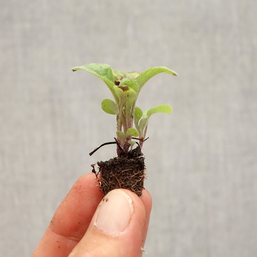 Exemplar von Myosotis sylvatica Savoie Blue Mini-motte - Minimotte : motte 2,2 cm x 2 cm en plaque de culture par 35 wie im Herbst geliefert