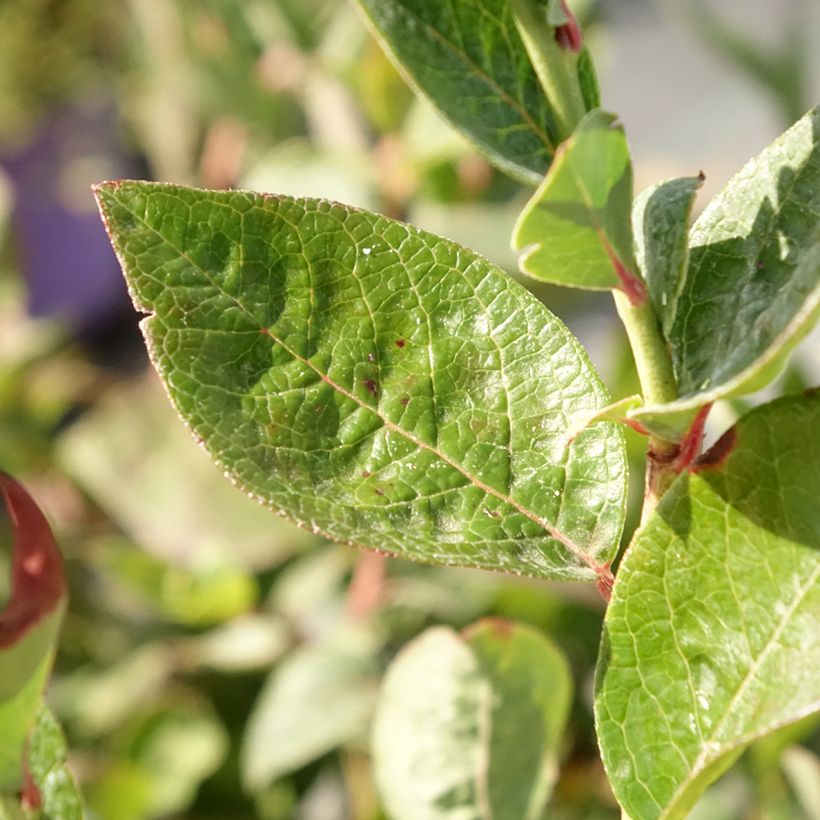 Amerikanische Blaubeere Blues Brothers - Vaccinium corymbosum (Laub)